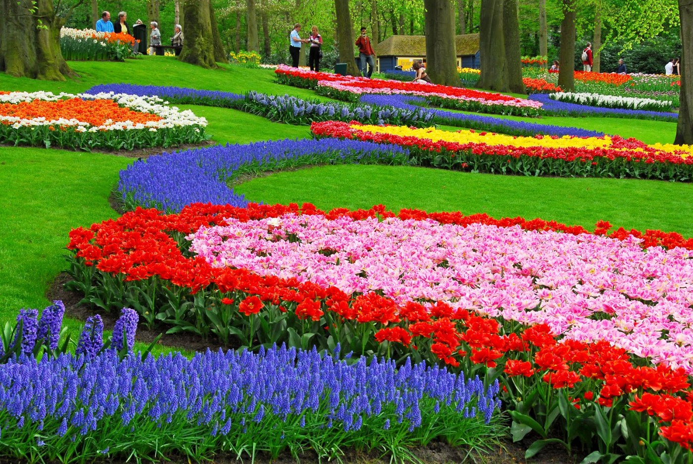 Gambar Pemandangan Taman Bunga Foto Bunga Tulip Flower Garden